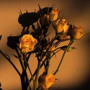 白峰美羽演检察官的背景故事
